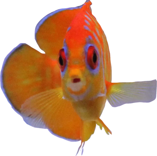 Leopyge Angelfish (Captive Bred)
