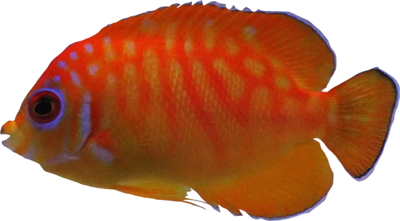 Leopyge Angelfish (Captive Bred) – Decamicron Labs