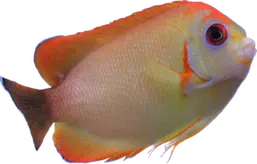 Flavicki Hybrid Angelfish (Captive Bred)