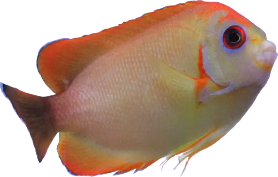 Flavicki Hybrid Angelfish (Captive Bred)