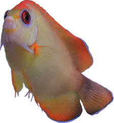 Flavicki Hybrid Angelfish (Captive Bred)
