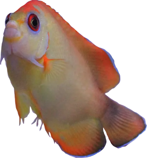 Flavicki Hybrid Angelfish (Captive Bred)