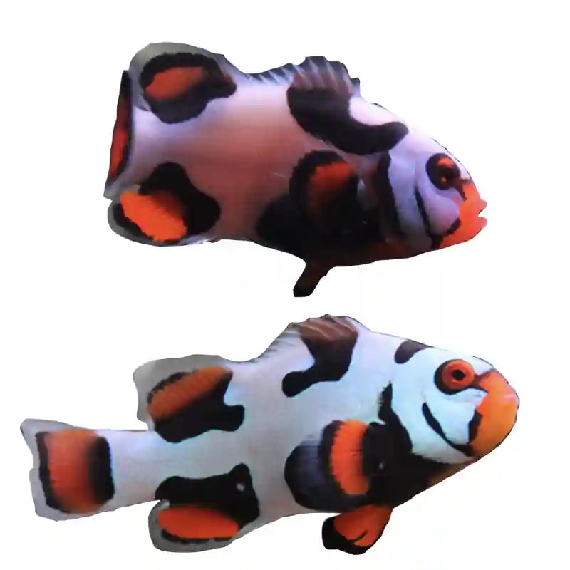 WYSIWYG Helmet Picasso PAIR #P1