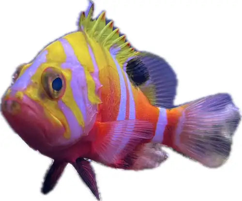 Neptune grouper