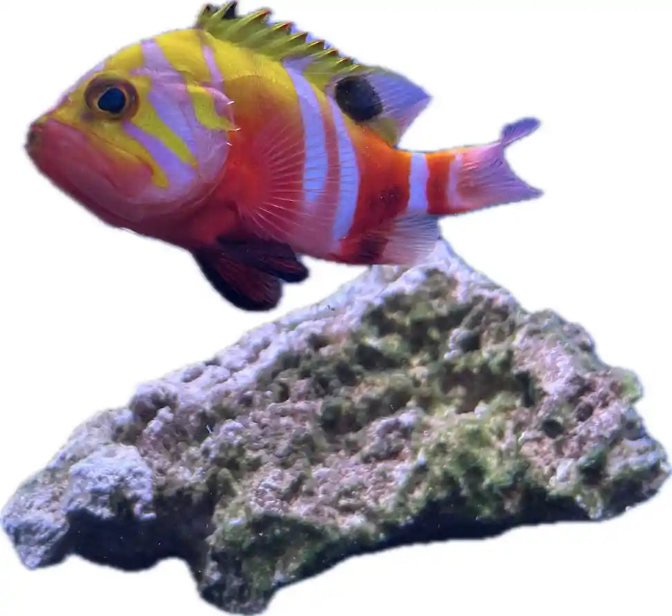 Neptune grouper