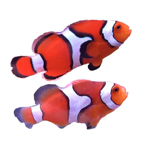 WYSIWYG Percula PAIR #RP1