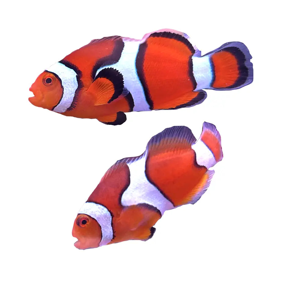 WYSIWYG Percula PAIR #RP1