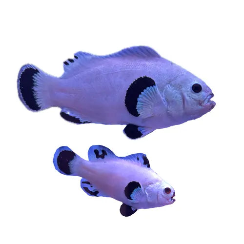 WYSIWYG Snowstorm PAIR (Breeding size) #SP1