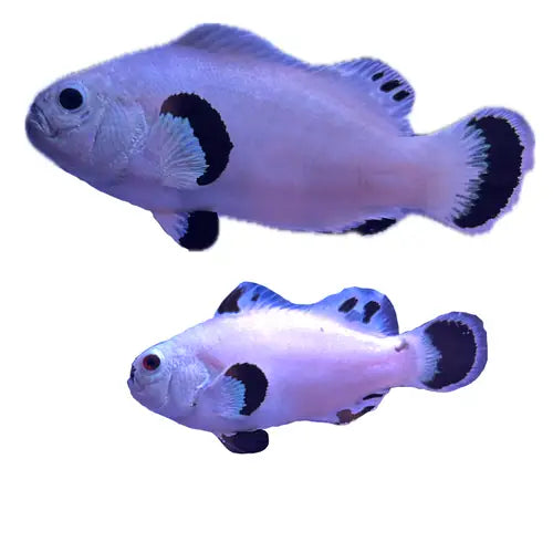 WYSIWYG Snowstorm PAIR (Breeding size) #SP1