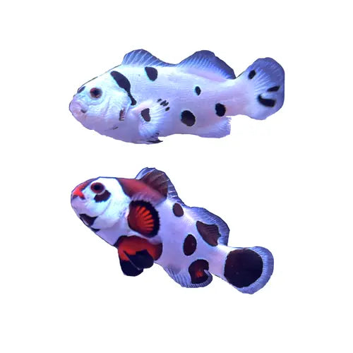 WYSIWYG Storm PAIR #SP2